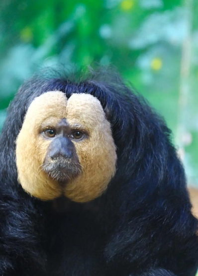 和尚脸猴是什么？和尚脸猴是一种长相接近和尚脸的猴子