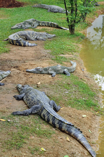 鳄鱼最怕的五种动物重要是哪些
