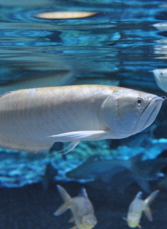 世界最贵观赏鱼排名