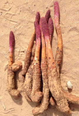 锁阳的保质期是多长时间？锁阳放了十年还能