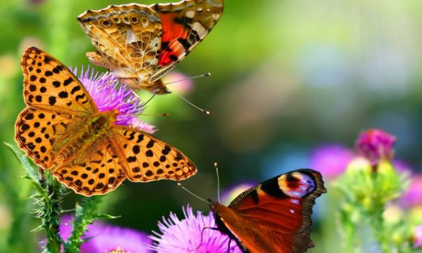 蛾子是蝴蝶吗?蝴蝶怎么飞舞?