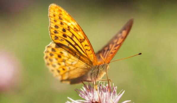 蛾子是蝴蝶吗?蝴蝶怎么飞舞?
