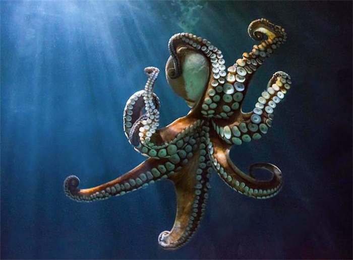 章鱼不被认为是动物 难道不是来自地球  实验研究对象