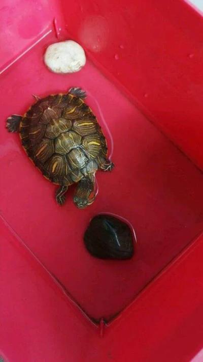 乌龟常见病及处理方法,龟常见病及治疗方法