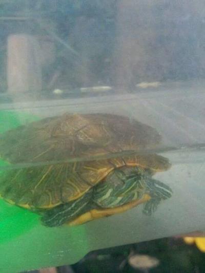 乌龟常见病及处理方法,龟常见病及治疗方法