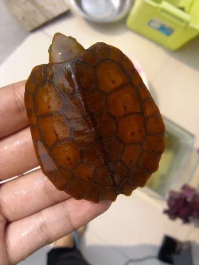 乌龟常见病及处理方法,龟常见病及治疗方法