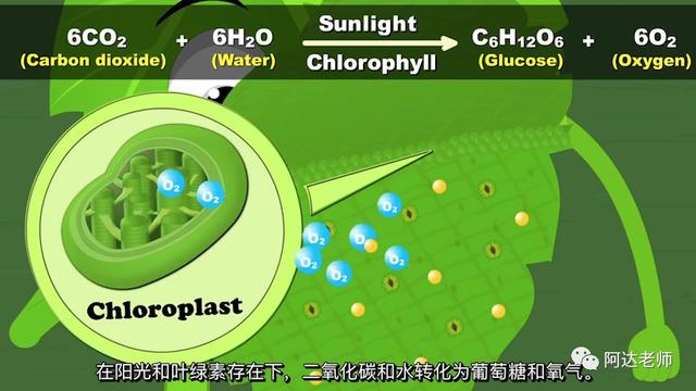 轻松学少儿编程 一分钟学习少儿编程系列-光合作用4