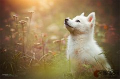 母犬绝育后怎么照顾 伤口几天会好