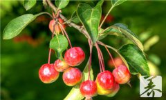 海棠花的果实能吃吗？