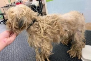 狗狗眼睛有红血丝是什么原因(狗狗眼睛有脓的眼屎用什么药)