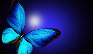 蝴蝶在花朵上干什么?蝴蝶有毒吗?