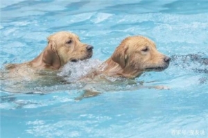 什么狗游泳最快