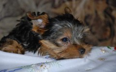 狗狗在床上尿狗狗在自己的床上尿尿