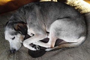 狗狗为什么在床上尿?狗狗在自己的床上尿尿4