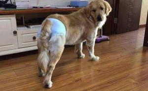 狗狗为什么在床上尿?狗狗在自己的床上尿尿2