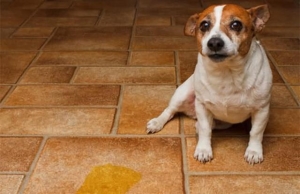 狗狗为什么在床上尿?狗狗在自己的床上尿尿7