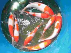 锦鲤鱼20公分价格？锦鲤鱼20公分价格多少