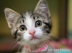 猫传腹的特效药治疗猫传腹的特效药