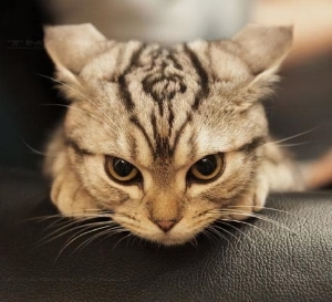 猫咪生气的10个征兆：猫咪生气有什么表现(4)