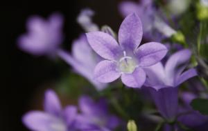 明叶菜是什么菜 明叶菜是什么植物