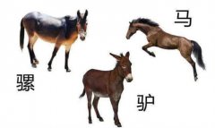 恐龙灭绝？为何哺乳动物能幸存下来？食量小