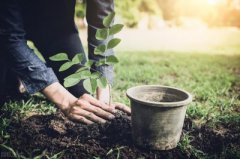 坟地栽什么树旺财坟地不能栽什么树