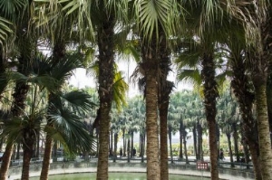 坟地栽什么树旺财坟地不能栽什么树