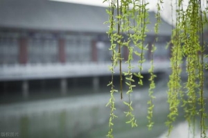 坟地栽什么树旺财坟地不能栽什么树