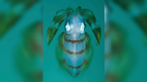 印度尼西亚的伦贝海峡，一只长相怪异却又十分可爱的长臂乌贼在水中游荡。</p><p>
