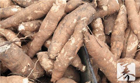 发芽的地瓜能吃吗