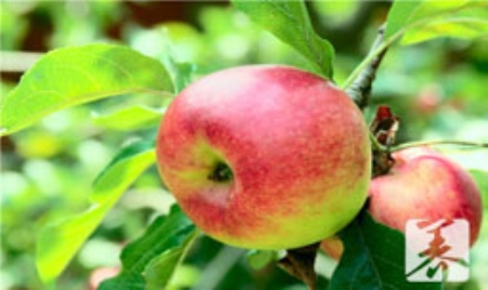 女生月经期间可以吃苹果吗 女生月经期间可以吃苹果吗
