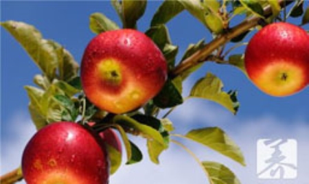 女生月经期间可以吃苹果吗 女生月经期间可以吃苹果吗