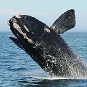 世界十大最长动物 地球上最长的十种动物排行榜