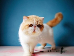 猫咪寿命和人的寿命表 12种常见猫咪平均寿命10