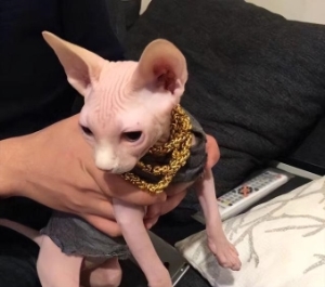 猫咪寿命和人的寿命表 12种常见猫咪平均寿命12