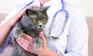 猫咪寿命和人的寿命表 12种常见猫咪平均寿命19