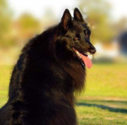 地球上最知名的十大警犬品种 适合当警犬的狗狗排行榜榜