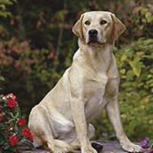 地球上最知名的十大警犬品种 适合当警犬的狗狗排名榜