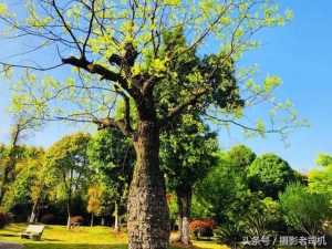 焦距光圈拍摄技巧 拍照时焦距怎么调13