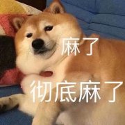 为何小土狗屡遭遗弃？这几种狗遗弃率