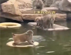 天道好轮回！南京网红暴猴“入编”遭动物园遭长期霸凌：学会水上漂