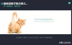 猫的肛门腺长期不挤会怎样你家猫肛门腺那点