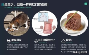 猫的肛门腺长期不挤会怎样 你家猫肛门腺那点事儿...挤(7)