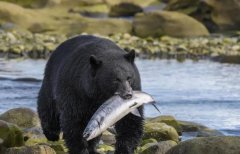 狼群不害怕体型比老虎大的黑熊