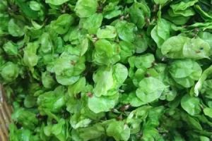 榆钱有点苦咋回事 榆钱发苦能吃吗