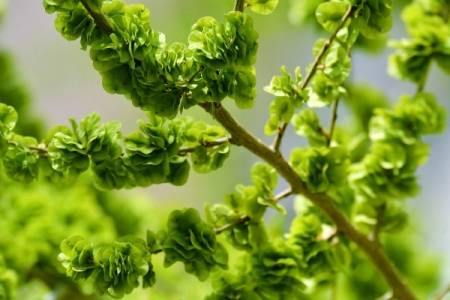 榆钱有点苦咋回事 榆钱发苦能吃吗