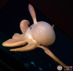 被称为小飞象章鱼的是 神奇海洋4月19日答案
