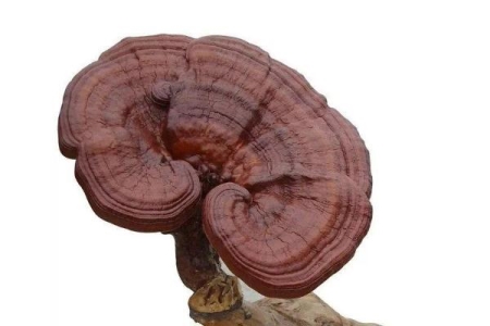 灵芝对痛风有效果吗 灵芝对糖尿病的作用 灵芝对痛风有效果吗 灵芝对糖尿病的作用