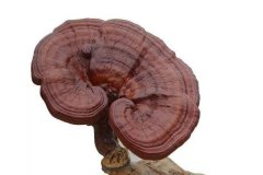 灵芝对痛风有效果吗？灵芝对糖尿病的作用