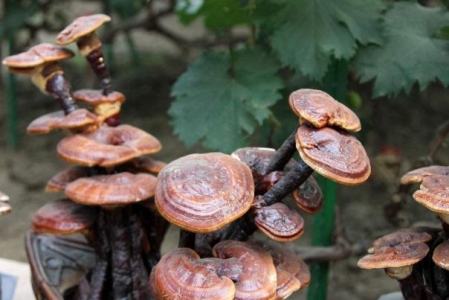 灵芝对痛风有效果吗 灵芝对糖尿病的作用 灵芝对痛风有效果吗 灵芝对糖尿病的作用